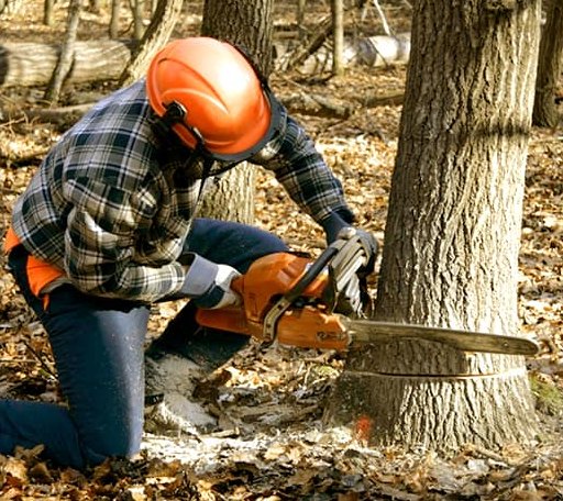 Tree Removal in Orient, WA